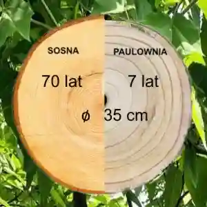 plantacja-paulowni-szansa-na-stabilny-zysk