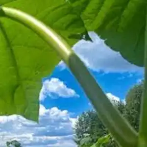 Paulownia leczy